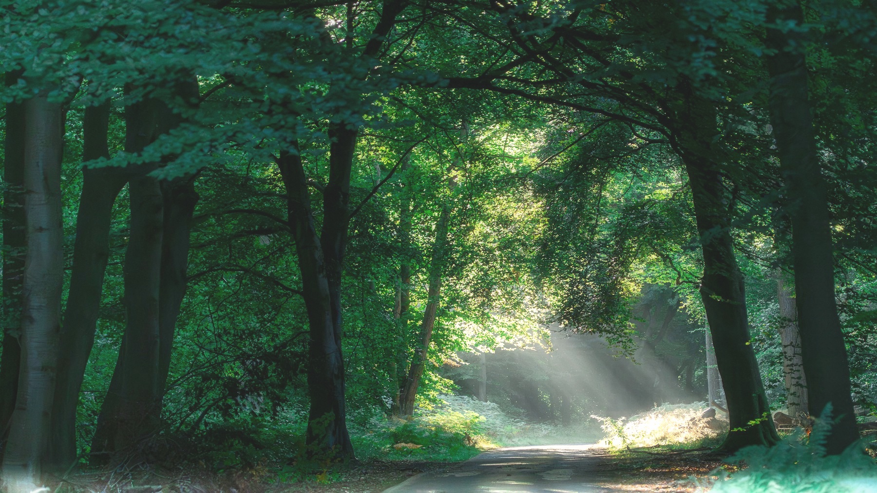 Sunlight through a woodland path with the soft, lifted colours of Komorebi
